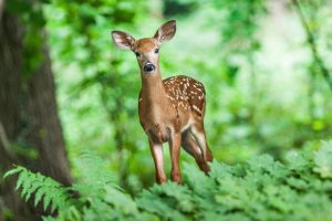 Deer in greenery